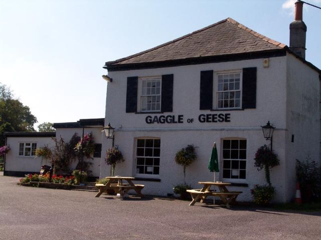 The Gaggle Of Geese, Buckland Newton, Dorchester, Dorset